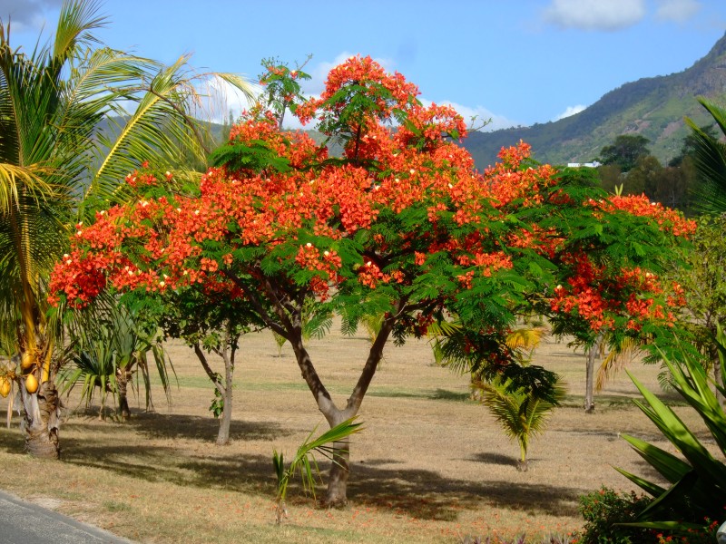 Mauritius 2010 - 0163 